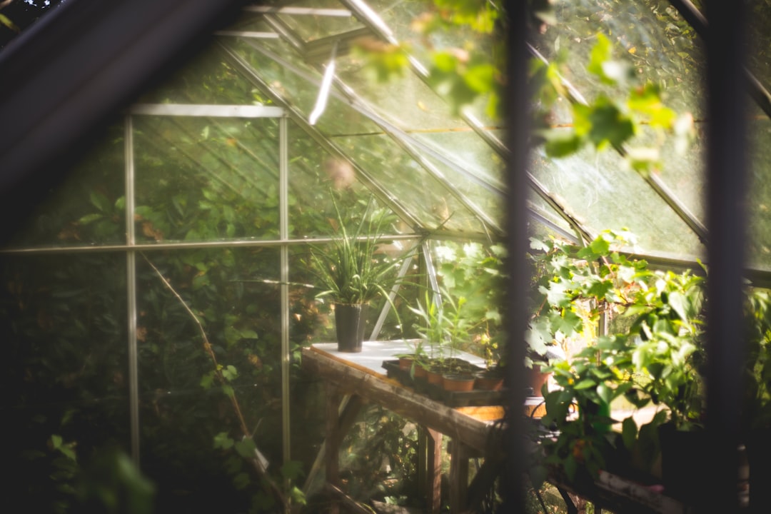 Cele mai bune plante pentru o grădină eco-friendly